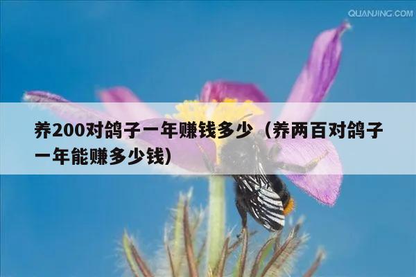 养200对鸽子一年赚钱多少（养两百对鸽子一年能赚多少钱）