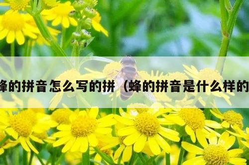 蜂的拼音怎么写的拼（蜂的拼音是什么样的）