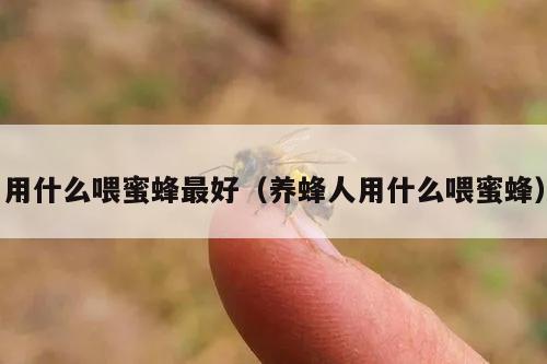 用什么喂蜜蜂最好（养蜂人用什么喂蜜蜂）