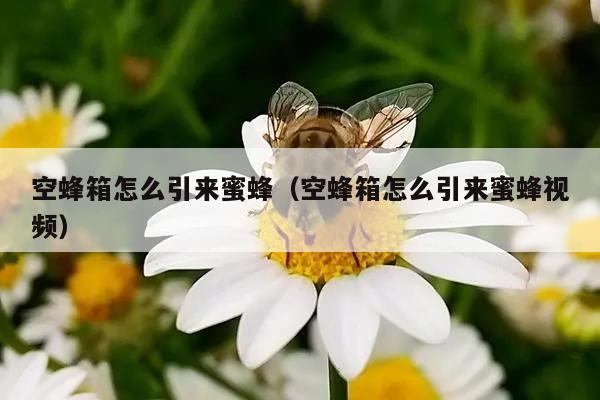 空蜂箱怎么引来蜜蜂（空蜂箱怎么引来蜜蜂视频）