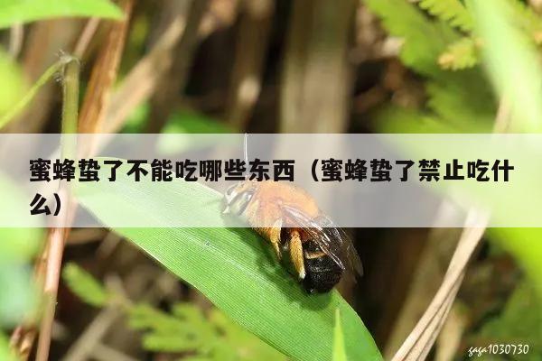 蜜蜂蛰了不能吃哪些东西（蜜蜂蛰了禁止吃什么）