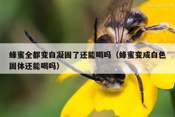 蜂蜜全都变白凝固了还能喝吗（蜂蜜变成白色固体还能喝吗）