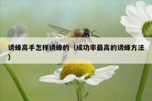 诱蜂高手怎样诱蜂的（成功率最高的诱蜂方法）