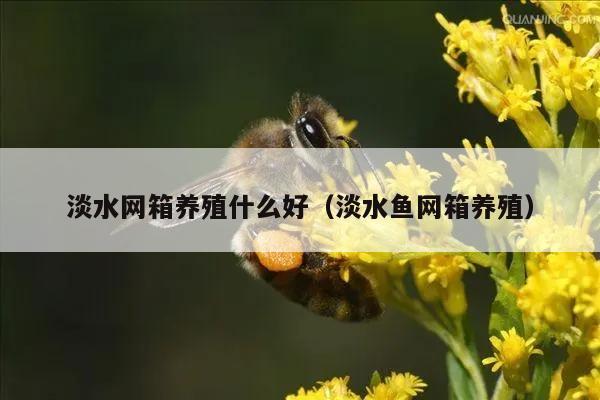 淡水网箱养殖什么好（淡水鱼网箱养殖）