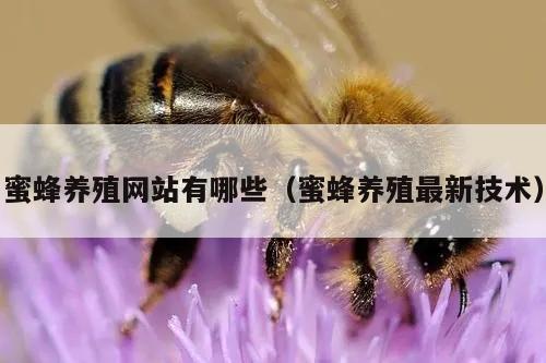 蜜蜂养殖网站有哪些（蜜蜂养殖最新技术）