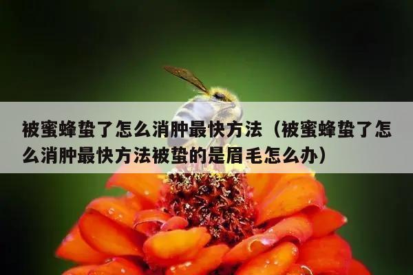 被蜜蜂蛰了怎么消肿最快方法（被蜜蜂蛰了怎么消肿最快方法被蛰的是眉毛怎么办）