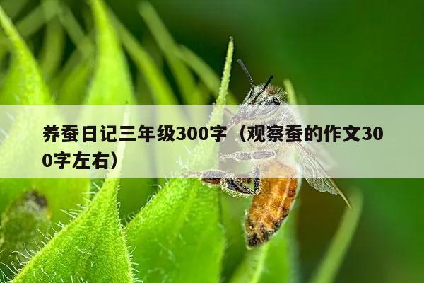 养蚕日记三年级300字（观察蚕的作文300字左右）