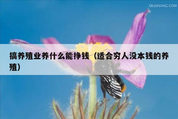 搞养殖业养什么能挣钱（适合穷人没本钱的养殖）