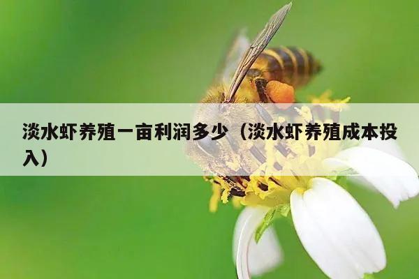 淡水虾养殖一亩利润多少（淡水虾养殖成本投入）