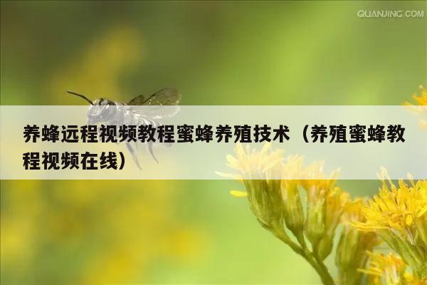 养蜂远程视频教程蜜蜂养殖技术（养殖蜜蜂教程视频在线）