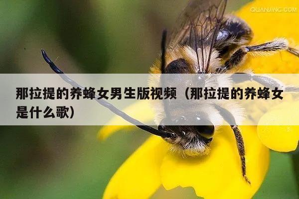 那拉提的养蜂女男生版视频（那拉提的养蜂女是什么歌）