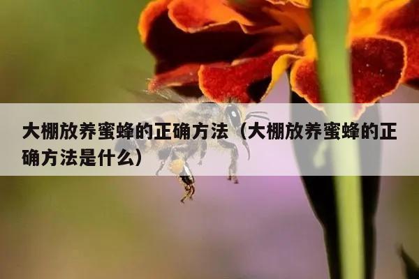 大棚放养蜜蜂的正确方法（大棚放养蜜蜂的正确方法是什么）