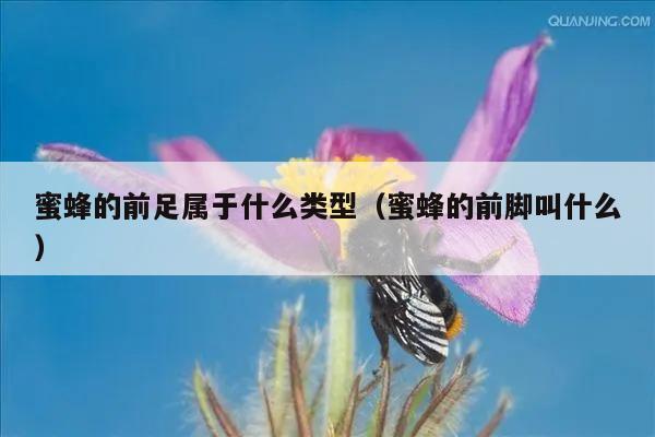 蜜蜂的前足属于什么类型（蜜蜂的前脚叫什么）