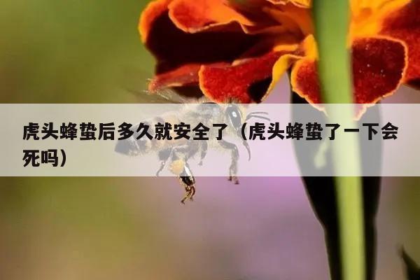 虎头蜂蛰后多久就安全了（虎头蜂蛰了一下会死吗）