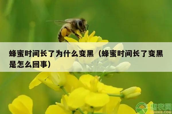 蜂蜜时间长了为什么变黑（蜂蜜时间长了变黑是怎么回事）