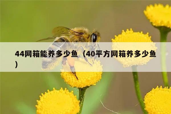 44网箱能养多少鱼（40平方网箱养多少鱼）