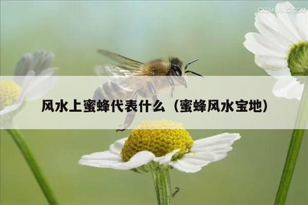 风水上蜜蜂代表什么（蜜蜂风水宝地）