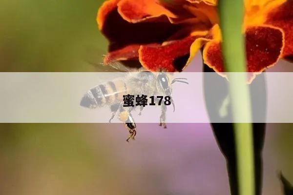 蜜蜂178