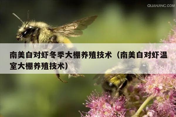 南美白对虾冬季大棚养殖技术（南美白对虾温室大棚养殖技术）