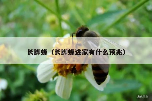 长脚蜂（长脚蜂进家有什么预兆）