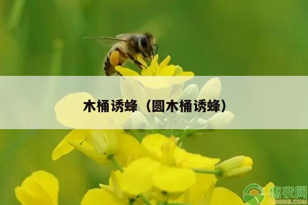 木桶诱蜂（圆木桶诱蜂）