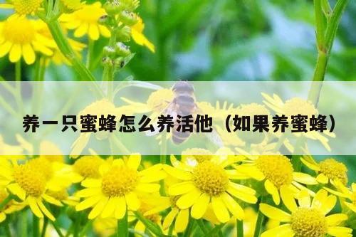 养一只蜜蜂怎么养活他（如果养蜜蜂）