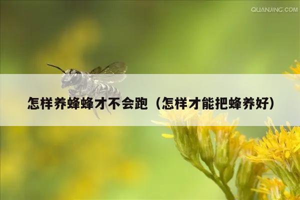 怎样养蜂蜂才不会跑（怎样才能把蜂养好）