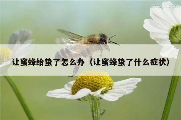 让蜜蜂给蛰了怎么办（让蜜蜂蛰了什么症状）