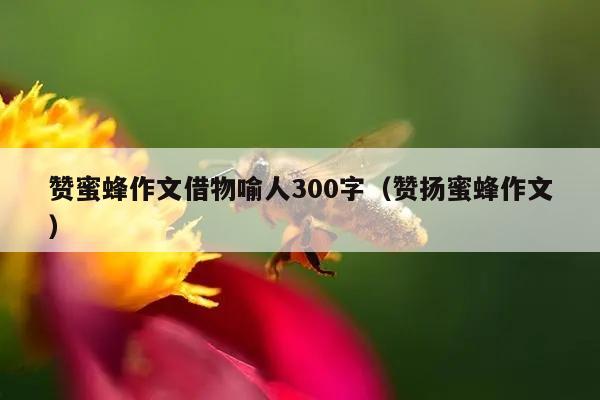 赞蜜蜂作文借物喻人300字（赞扬蜜蜂作文）