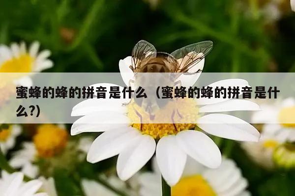 蜜蜂的蜂的拼音是什么（蜜蜂的蜂的拼音是什么?）