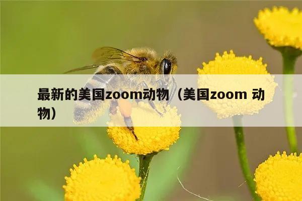 最新的美国zoom动物（美国zoom 动物）