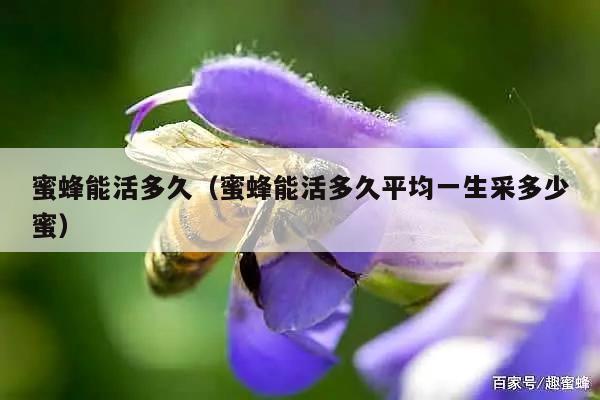 蜜蜂能活多久（蜜蜂能活多久平均一生采多少蜜）