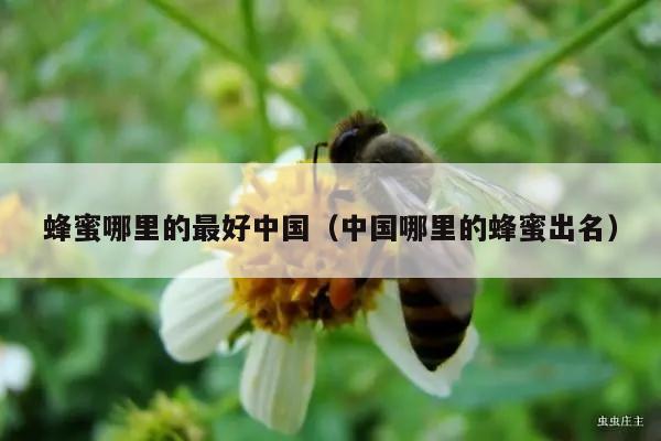 蜂蜜哪里的最好中国（中国哪里的蜂蜜出名）