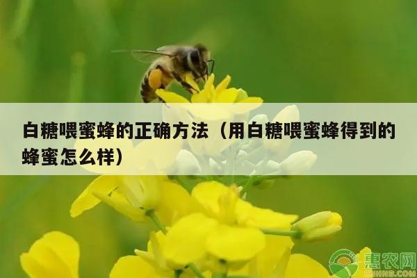 白糖喂蜜蜂的正确方法（用白糖喂蜜蜂得到的蜂蜜怎么样）