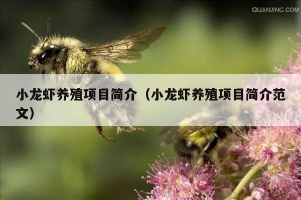 小龙虾养殖项目简介（小龙虾养殖项目简介范文）