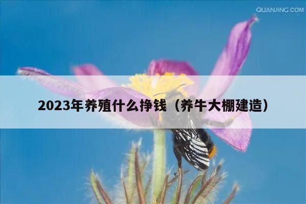 2023年养殖什么挣钱（养牛大棚建造）