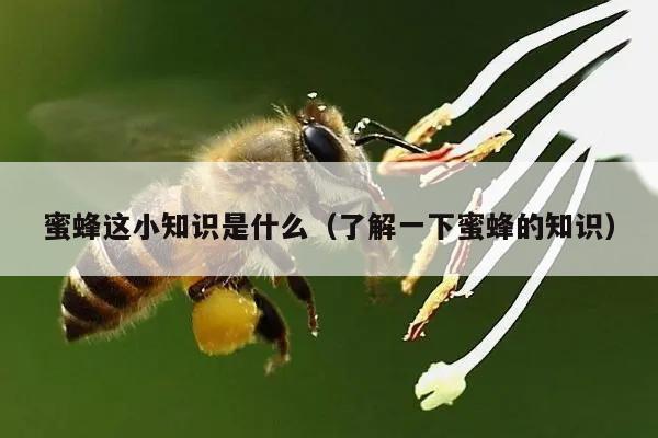 蜜蜂这小知识是什么（了解一下蜜蜂的知识）