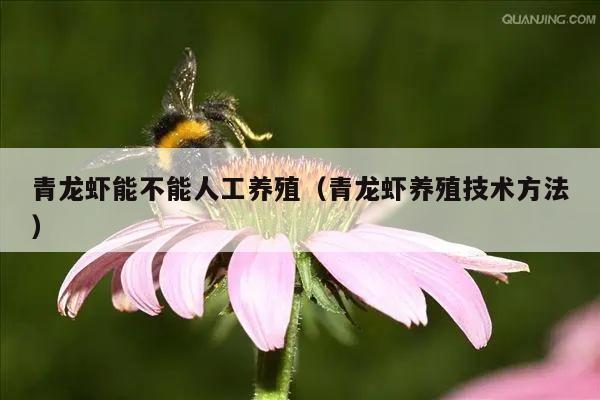 青龙虾能不能人工养殖（青龙虾养殖技术方法）