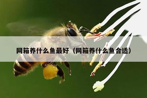 网箱养什么鱼最好（网箱养什么鱼合适）