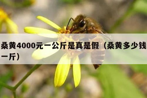 桑黄4000元一公斤是真是假（桑黄多少钱一斤）