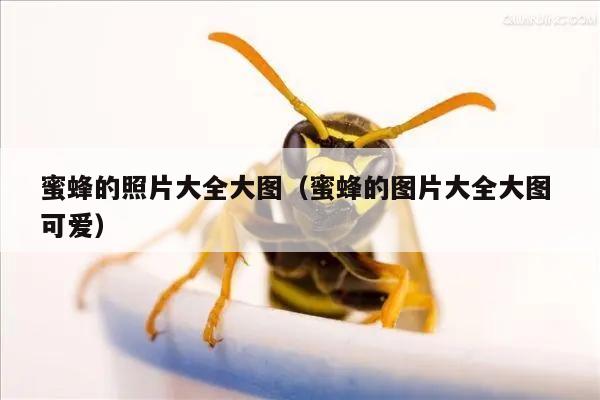 蜜蜂的照片大全大图（蜜蜂的图片大全大图 可爱）