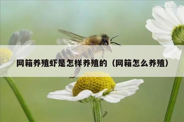 网箱养殖虾是怎样养殖的（网箱怎么养殖）