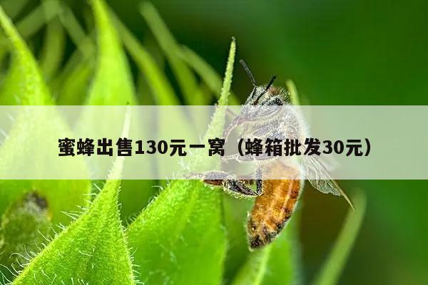 蜜蜂出售130元一窝（蜂箱批发30元）