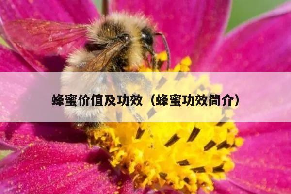 蜂蜜价值及功效（蜂蜜功效简介）