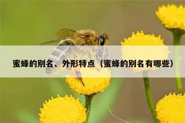 蜜蜂的别名、外形特点（蜜蜂的别名有哪些）