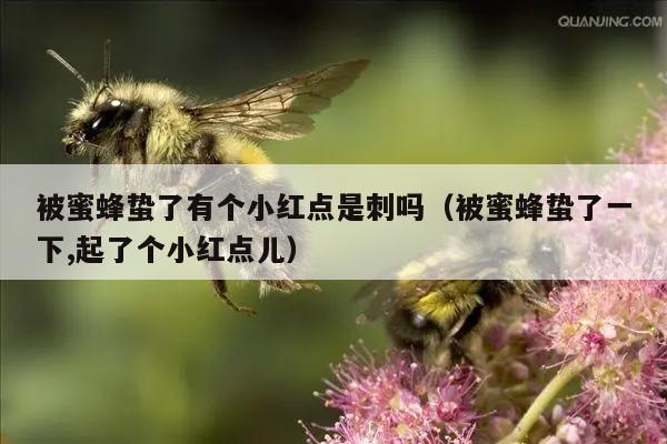 被蜜蜂蛰了有个小红点是刺吗（被蜜蜂蛰了一下,起了个小红点儿）