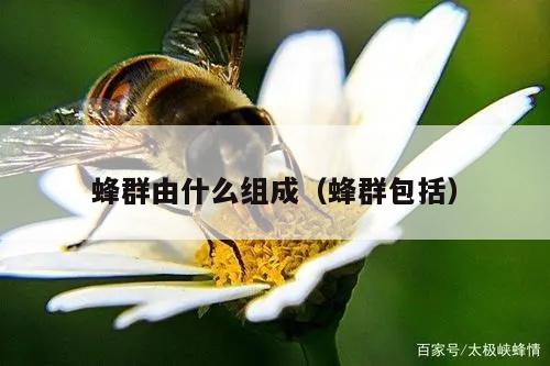 蜂群由什么组成（蜂群包括）