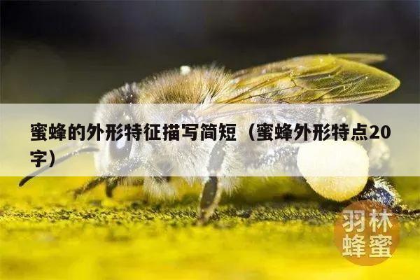 蜜蜂的外形特征描写简短（蜜蜂外形特点20字）