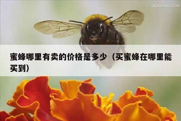 蜜蜂哪里有卖的价格是多少（买蜜蜂在哪里能买到）