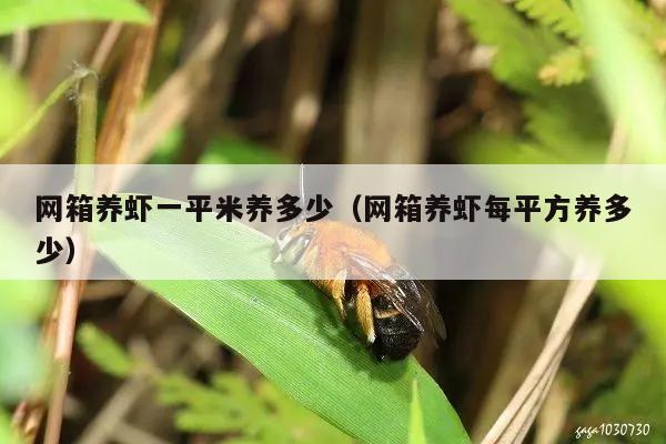 网箱养虾一平米养多少（网箱养虾每平方养多少）